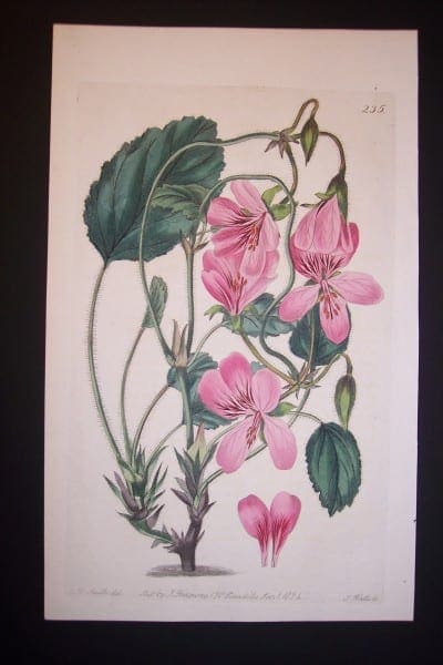 200 year old Robert Sweet Geranium Engraving 235
