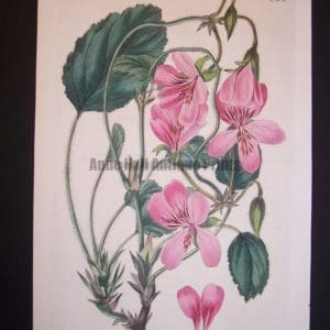 200 year old Robert Sweet Geranium Engraving 235