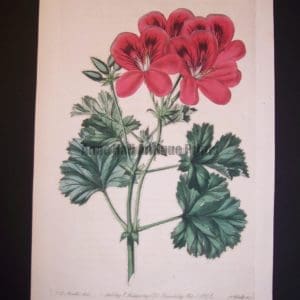 robert sweet geranium engraving from 1820's plate 248
