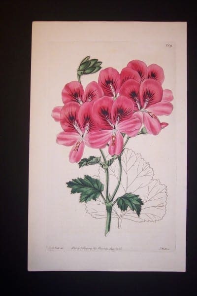 Robert Sweet early 19th century engraving Geranium 269