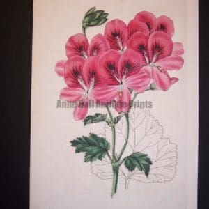 Robert Sweet early 19th century engraving Geranium 269