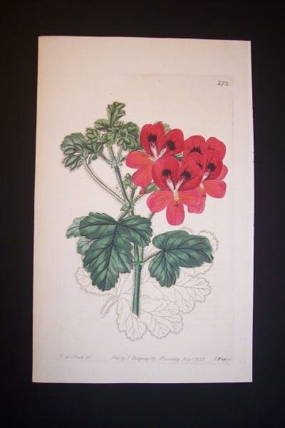 Robert Sweet Geranium Engraving plate  272