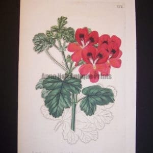 Robert Sweet Geranium Engraving plate 272