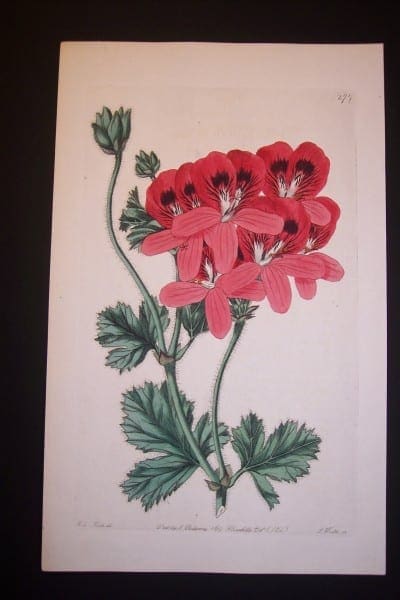 robert sweet antique engraving of geranium 277