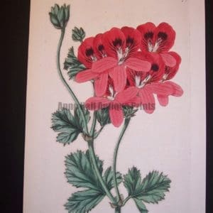 robert sweet antique engraving of geranium 277