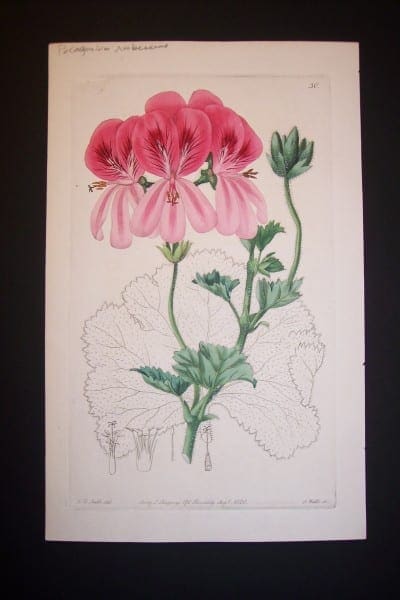 Sweet Geranium engraving from the 1820's. Plate 30