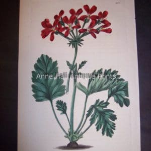 c.1830 Sweet Geranium or Pelargonium. Plate 261. 150.
