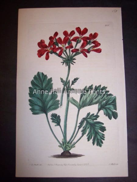 c.1830 Sweet Geranium or Pelargonium. Plate 261. 150.