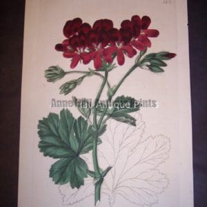 Sweet Geranium or Pelargonium hand colored engraving