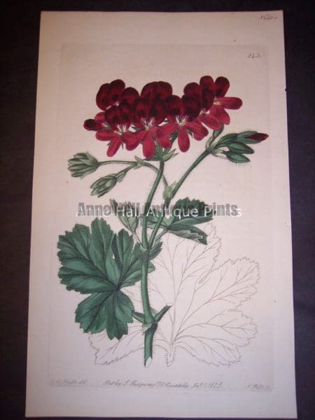 Sweet Geranium or Pelargonium hand colored engraving
