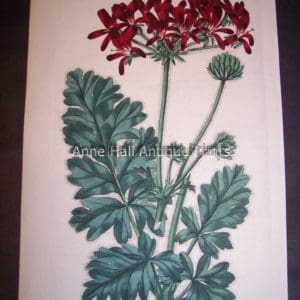 Sweet Geranium or Pelargonium hand colored engraving