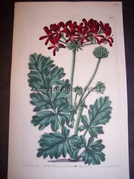 Sweet Geranium or Pelargonium hand colored engraving