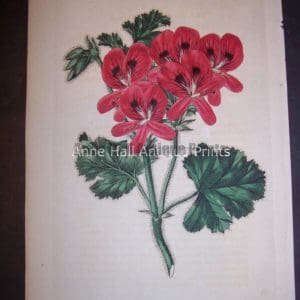 Sweet Geranium or Pelargonium hand colored engraving