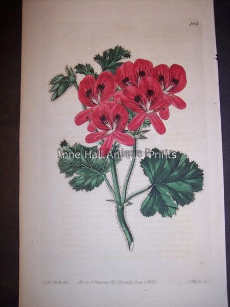 Sweet Geranium or Pelargonium hand colored engraving