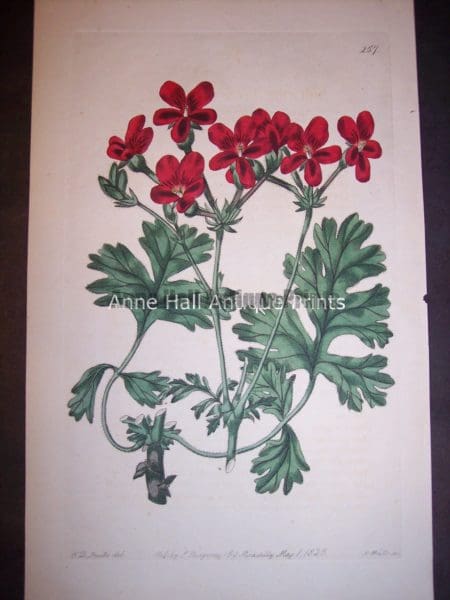 Sweet Geranium or Pelargonium hand colored engraving