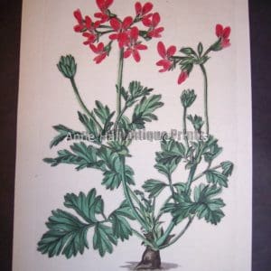 Sweet Geranium or Pelargonium hand colored engraving