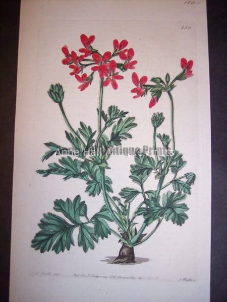 Sweet Geranium or Pelargonium hand colored engraving