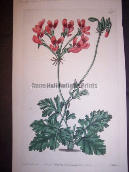 Sweet Geranium or Pelargonium hand colored engraving
