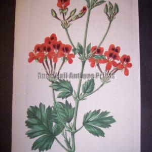 Watercolor copper plate engraving on handmade paper from the 1820's