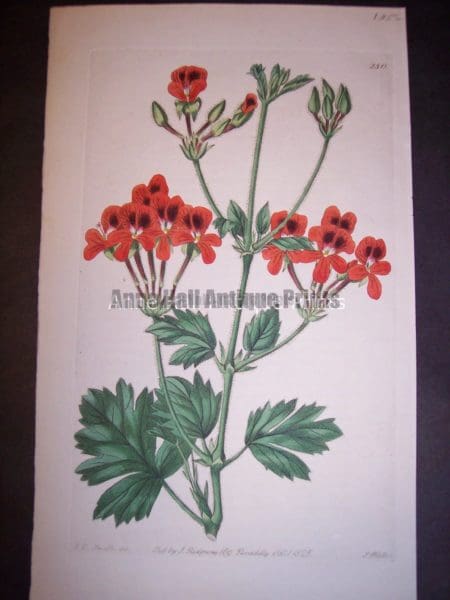 Watercolor copper plate engraving on handmade paper from the 1820's 