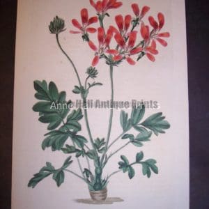 Sweet Geranium or Pelargonium hand colored engraving