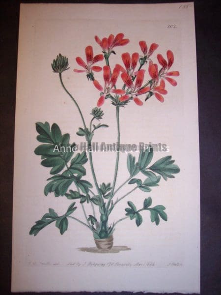 Sweet Geranium or Pelargonium hand colored engraving