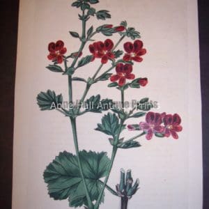 Sweet Geranium or Pelargonium hand colored engraving
