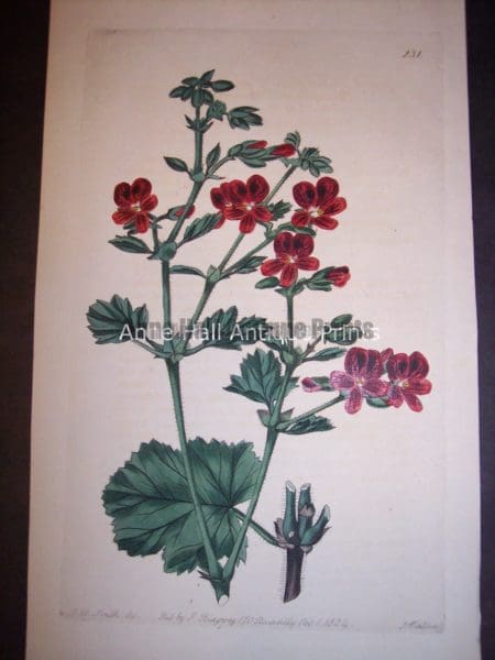 Sweet Geranium or Pelargonium hand colored engraving