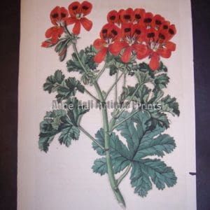 Sweet Geranium or Pelargonium hand colored engraving