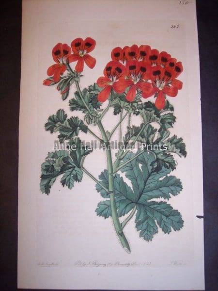 Sweet Geranium or Pelargonium hand colored engraving