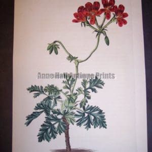 Sweet geranium