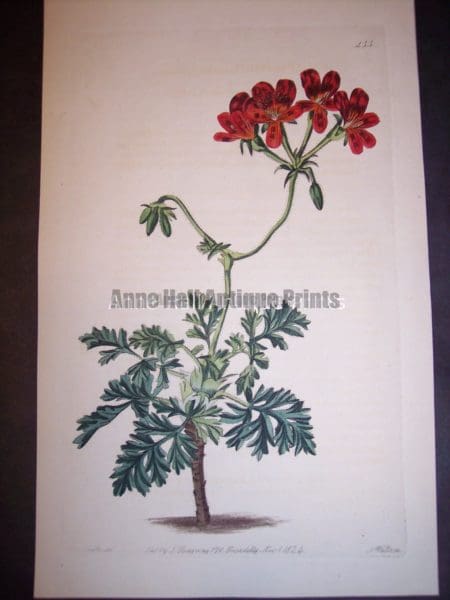 Sweet geranium