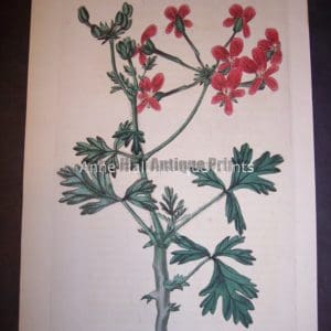 Sweet Geranium Print Pl. 298