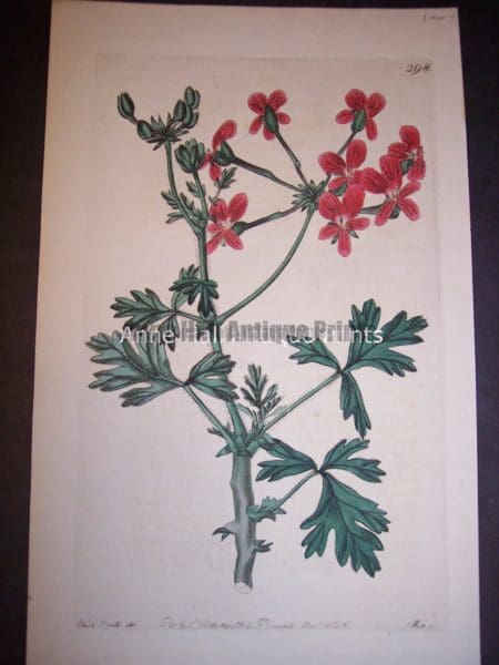 Sweet Geranium Print Pl. 298