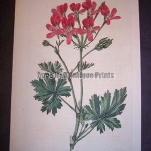 1801 Antique print by Robert Sweet of Geranium or Pelargonium. Plate 289.