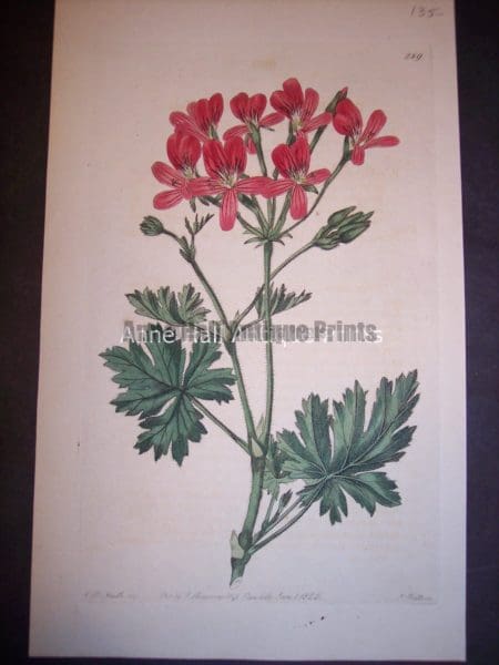 1801 Antique print by Robert Sweet of Geranium or Pelargonium. Plate 289.