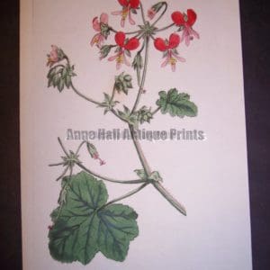Curtis Edwards Geranium Pl. 518