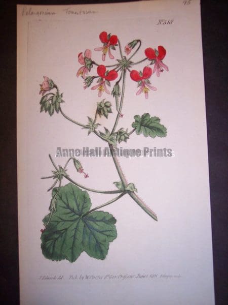 Curtis Edwards Geranium Pl. 518
