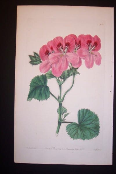 robert sweet geranium plate 94