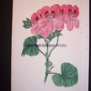 robert sweet geranium plate 94