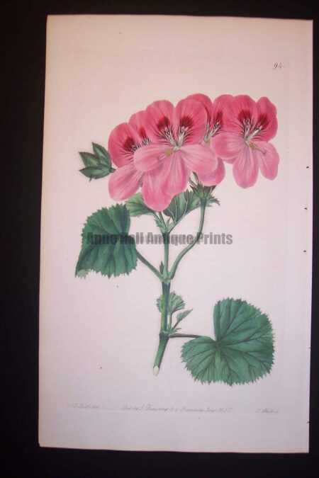 robert sweet geranium plate 94