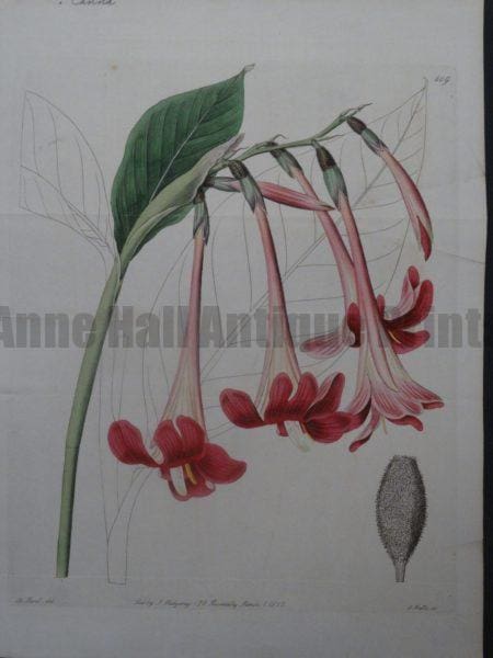 Sweet Hart Canna plate 609