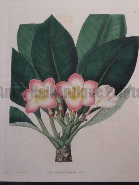 Sweet Hart Plumeria Plate 510