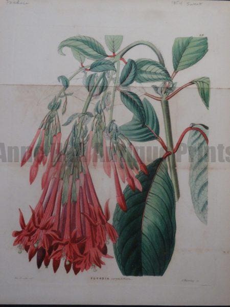 Sweet Miss Drake Fuchsia plate 29