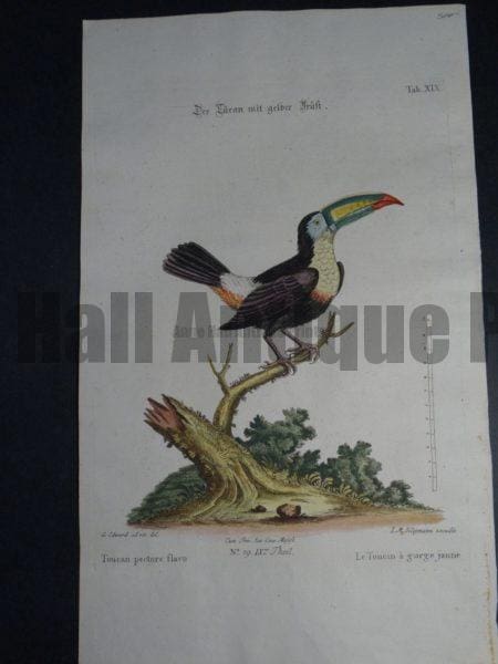 Toucan pectore flavo or the yellow throat Toucan by George Edwards and Dr. Seligmann.  A delightful 18th Century antique engraving with original color. 