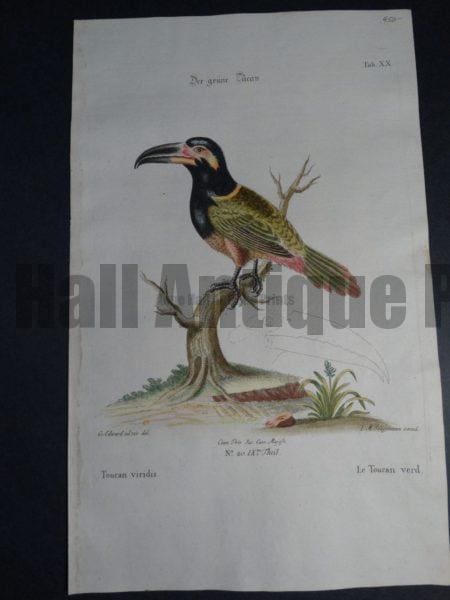 Toucan viridis or Le Toucan verd or  Green Toucan by George Edwards 