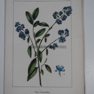 Tree Ceanothus