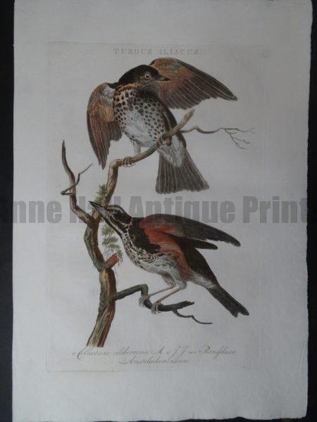 Turdus Iliacus