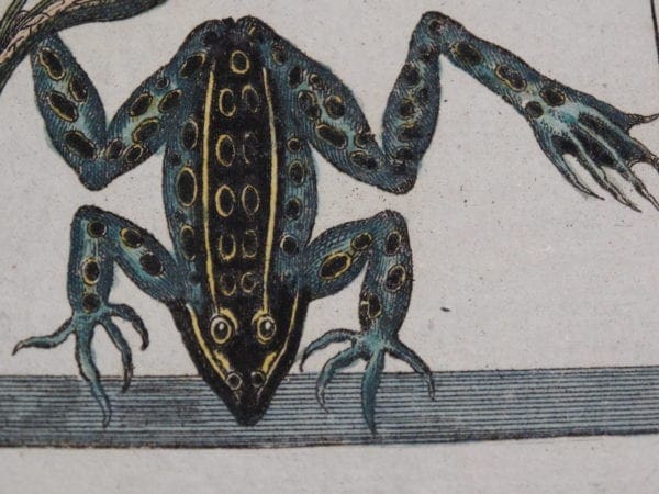 reptiles amphibians