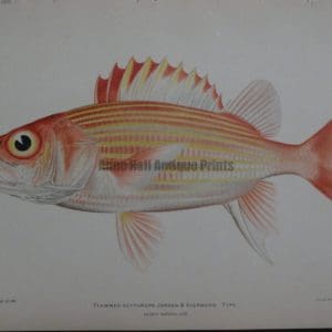 Type, 1903. $100.